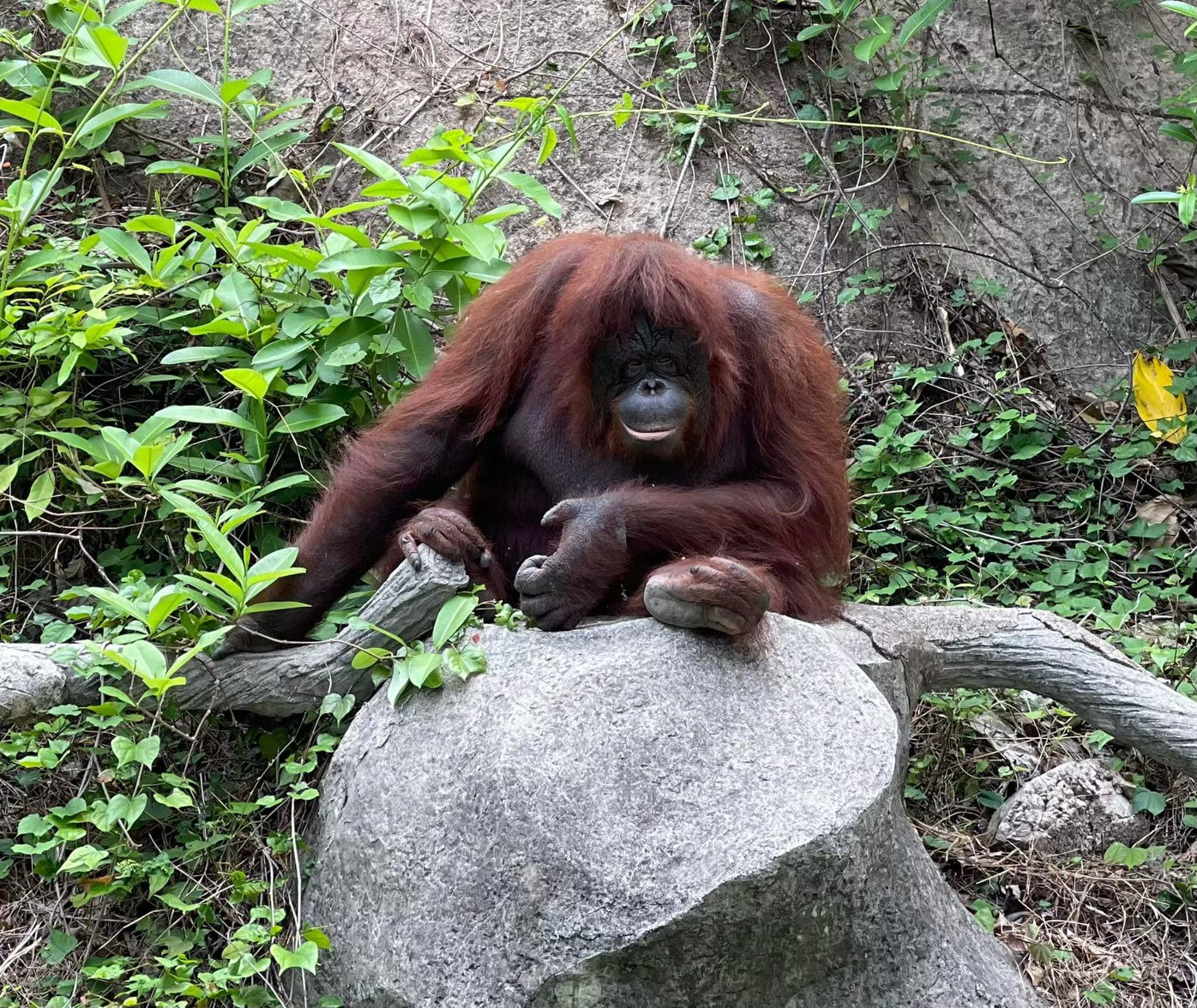 Зоопарк Као Кео