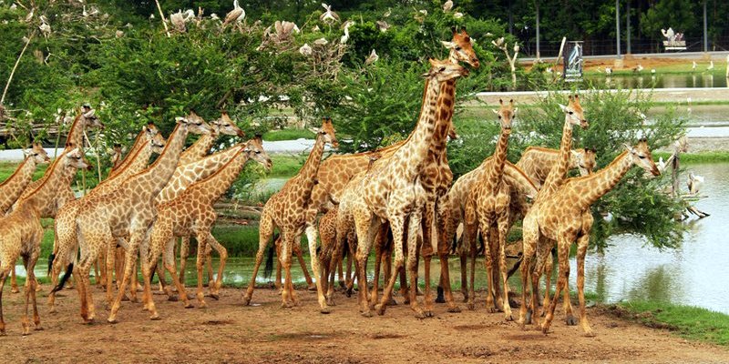 Сафари Ворлд Бангкок