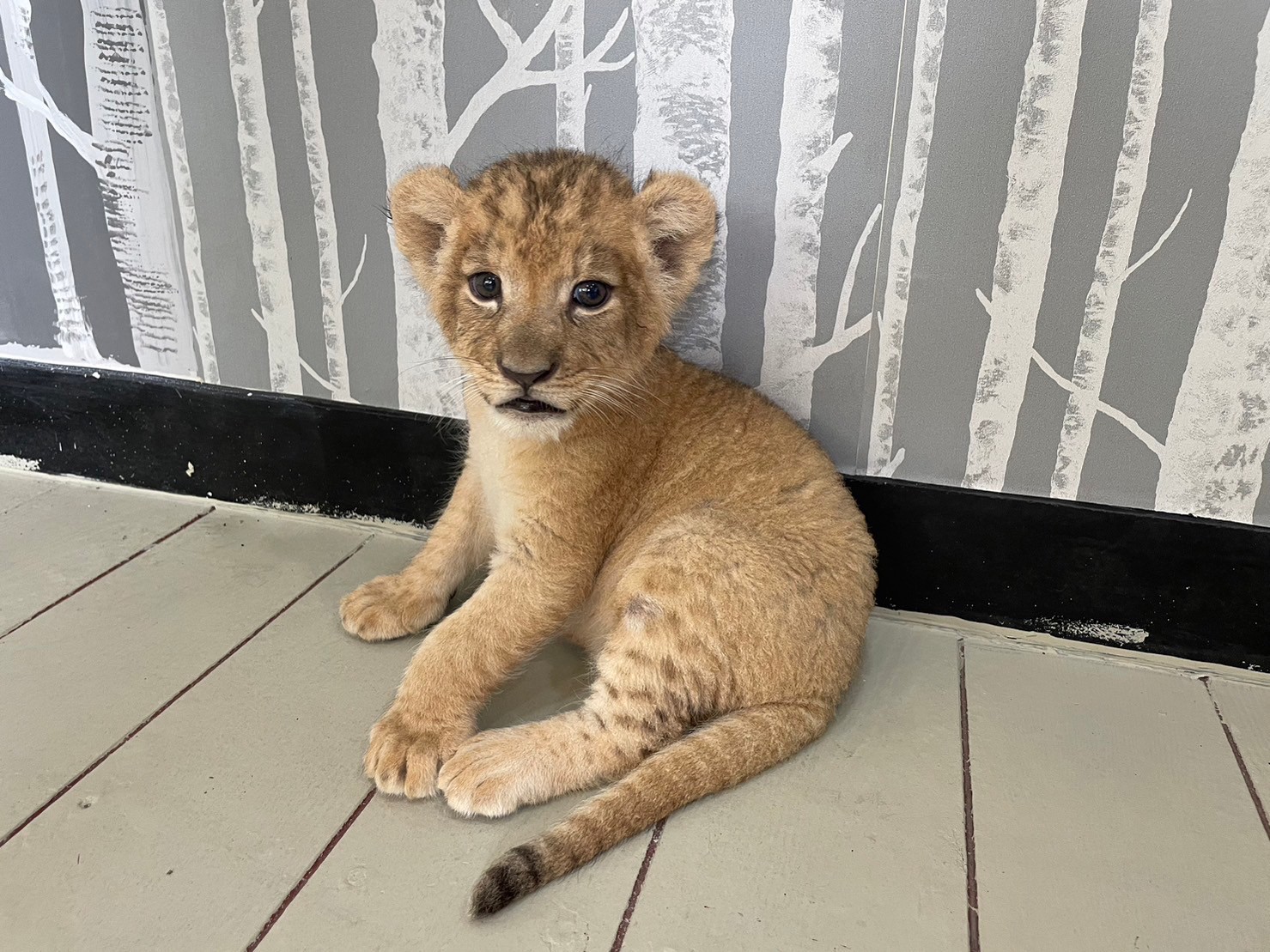 Сири Дискавери Тур